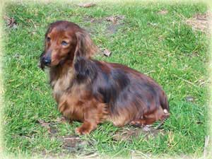 Saga des corsaires de feux