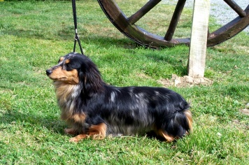 Skarina des corsaires de feux