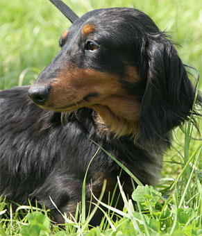 Bally des corsaires de feux